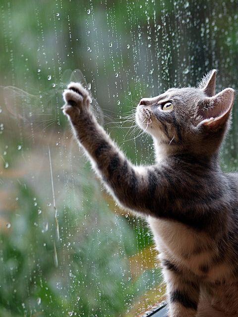 صور أمطار قطة صور مطر فصل الشتاء رومانسية جميلة للفيس بوك
