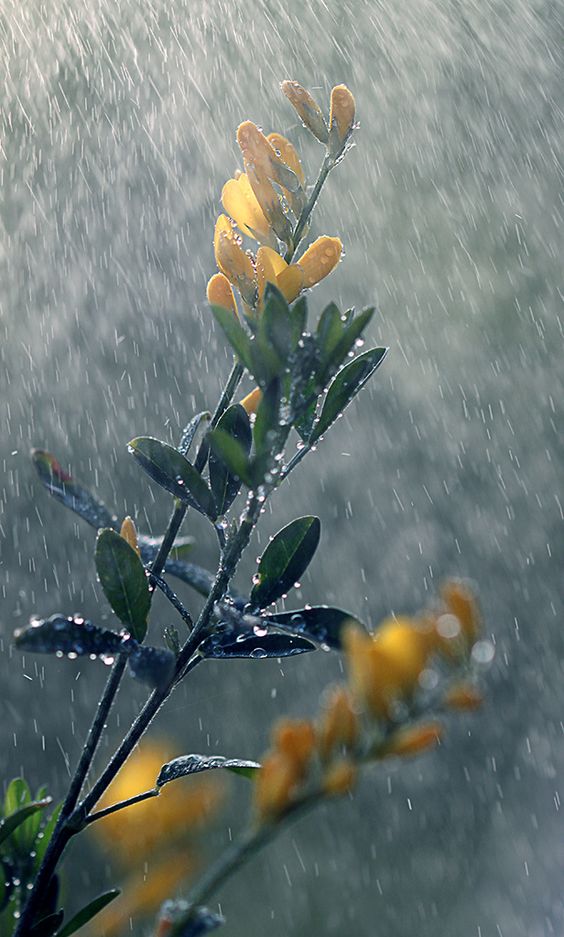 صور مطر حلوة جدا صور مطر فصل الشتاء رومانسية جميلة للفيس بوك