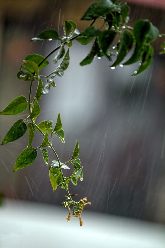 صور مطر شجر صور مطر فصل الشتاء رومانسية جميلة للفيس بوك
